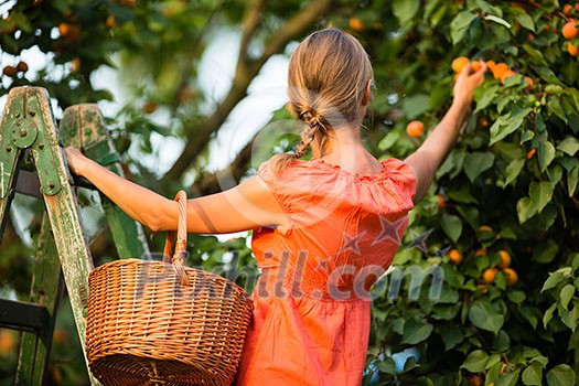 Pretty, young woman picking apricots Pretty, young woman picking apricots
