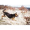 Splendid German Shepherd dog running outdoors