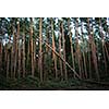 Forest with fallen trees in the wake of a strong storm