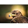 Steppe eagle - close-up portrait of this majestic bird of prey