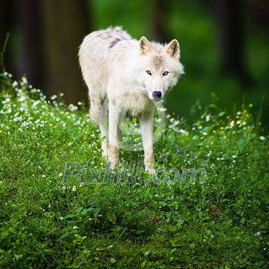 Arctic Wolf (Canis lupus arctos) aka Polar Wolf or White Wolf - Close-up portrait of this beautiful predator against lovely green grass Arctic Wolf (Canis lupus arctos) aka Polar Wolf or White Wolf - Close-up portrait of this beautiful predator against lovely green grass