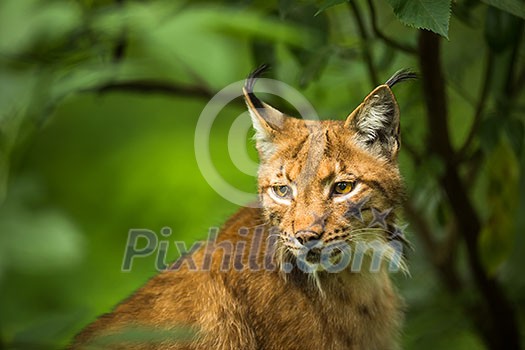 Eurasian Lynx (Lynx lynx) Eurasian Lynx (Lynx lynx)