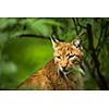 Eurasian Lynx (Lynx lynx)