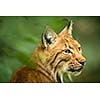 Eurasian Lynx (Lynx lynx)