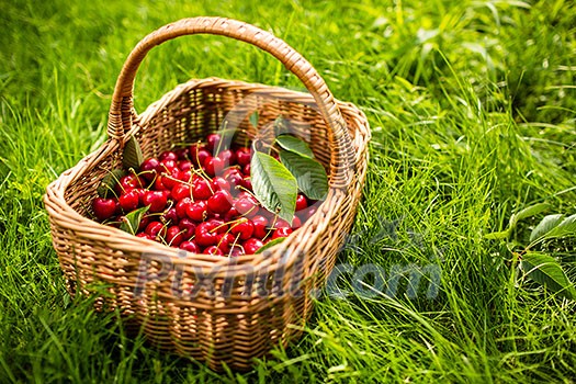 Freshly picked cherries in a basket in the garden Freshly picked cherries in a basket in the garden