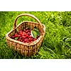 Freshly picked cherries in a basket in the garden