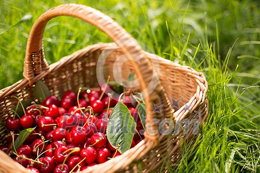 Freshly picked cherries in a basket in the garden Freshly picked cherries in a basket in the garden