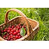 Freshly picked cherries in a basket in the garden