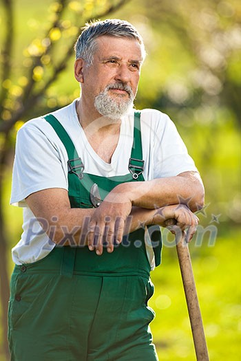 Portrait of a senior gardener in his garden/orchard (color toned image) Portrait of a senior gardener in his garden/orchard (color toned image)