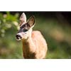 Young Roebuck (capreolus capreolus)