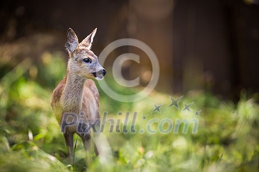 Young Roebuck (capreolus capreolus) Young Roebuck (capreolus capreolus)