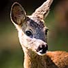 Young Roebuck (capreolus capreolus)