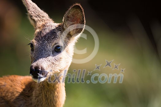 Young Roebuck (capreolus capreolus) Young Roebuck (capreolus capreolus)
