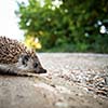 Baby European Hedgehog (Erinaceus europaeus