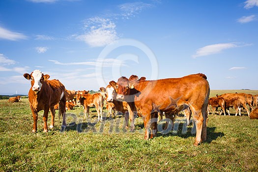 Cows grazing on a lovely green pasture Cows grazing on a lovely green pasture