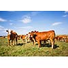 Cows grazing on a lovely green pasture