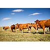 Cows grazing on a lovely green pasture