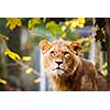 Close-up portrait of a majestic lioness (Panthera Leo)