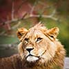 Close-up portrait of a majestic lioness (Panthera Leo)