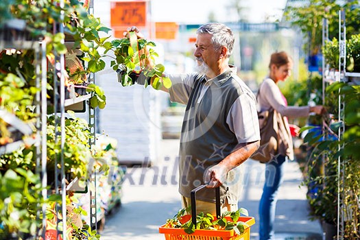 Senior man buying strawberry plants in a gardening centre