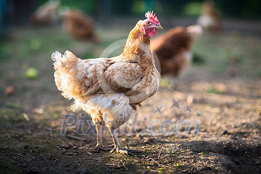 Hen in a farmyard (Gallus gallus domesticus) Hen in a farmyard (Gallus gallus domesticus)