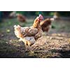 Hen in a farmyard (Gallus gallus domesticus)