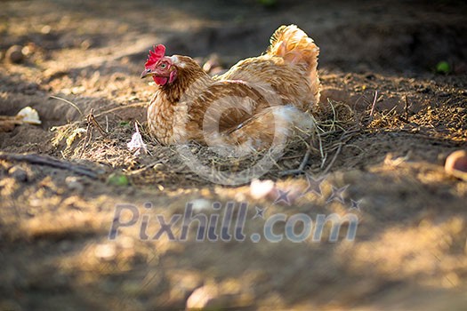 Hen in a farmyard (Gallus gallus domesticus) Hen in a farmyard (Gallus gallus domesticus)