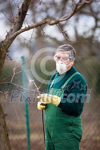 Using chemicals in the garden/orchard: gardener applying an insecticide/a fertilizer to his fruit shrubs, using a sprayer Using chemicals in the garden/orchard: gardener applying an insecticide/a fertilizer to his fruit shrubs, using a sprayer