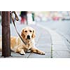 Cute dog waiting patiently for his master on a city street