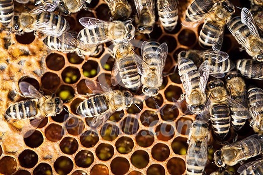 Macro shot of bees swarming on a honeycomb Macro shot of bees swarming on a honeycomb