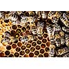 Macro shot of bees swarming on a honeycomb