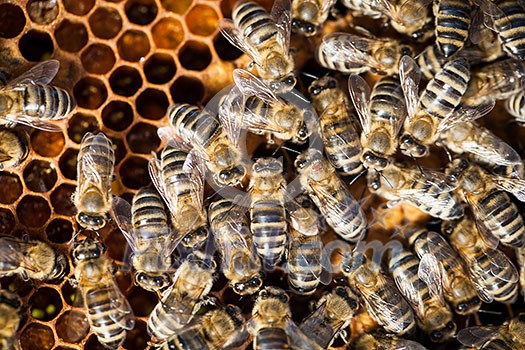 Macro shot of bees swarming on a honeycomb Macro shot of bees swarming on a honeycomb