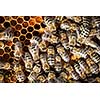 Macro shot of bees swarming on a honeycomb