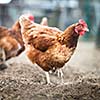 Closeup of a hen in a farmyard (Gallus gallus domesticus)