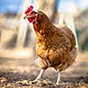 Closeup of a hen in a farmyard (Gallus gallus domesticus)