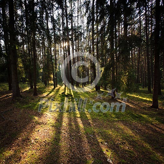 Forest Forest