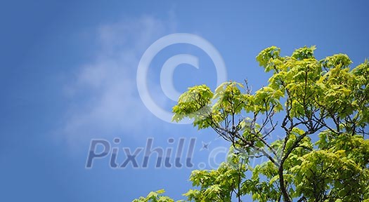 Maple tree, sky and copyspace Maple tree, sky and copyspace