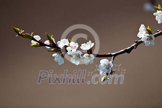 Spring - blossoming apple tree Spring - blossoming apple tree
