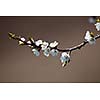 Spring - blossoming apple tree