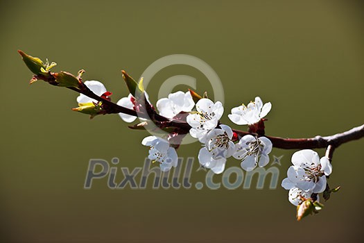 Spring - blossoming apple tree Spring - blossoming apple tree