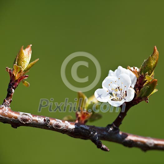 Spring - blossoming apple tree against lovely green background Spring - blossoming apple tree against lovely green background