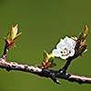 Spring - blossoming apple tree against lovely green background