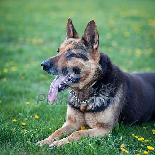 Clever German Shepherd dog lying in the spring grass, waiting for his master's command Clever German Shepherd dog lying in the spring grass, waiting for his master's command