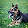 Clever German Shepherd dog lying in the spring grass, waiting for his master's command