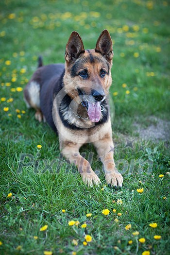 Clever German Shepherd dog lying in the spring grass, waiting for his master's command Clever German Shepherd dog lying in the spring grass, waiting for his master's command