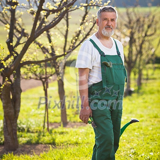 portrait of a senior gardener in his garden/orchard (color toned image) portrait of a senior gardener in his garden/orchard (color toned image)