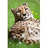 Cheetah (Acinonyx jubatus)