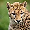 Cheetah (Acinonyx jubatus)