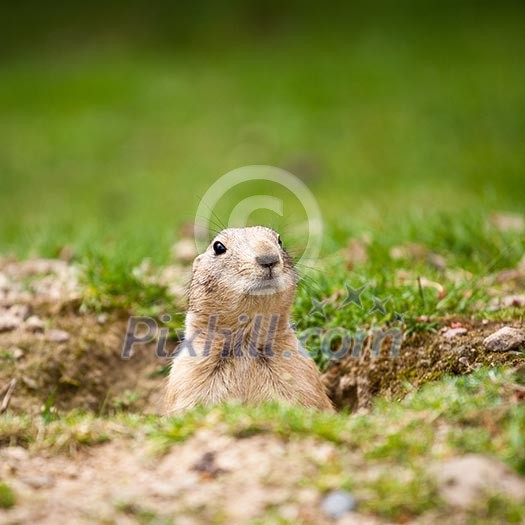 very cute black tailed prairie dog (Cynomys ludovicianus)