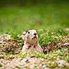 very cute black tailed prairie dog (Cynomys ludovicianus)